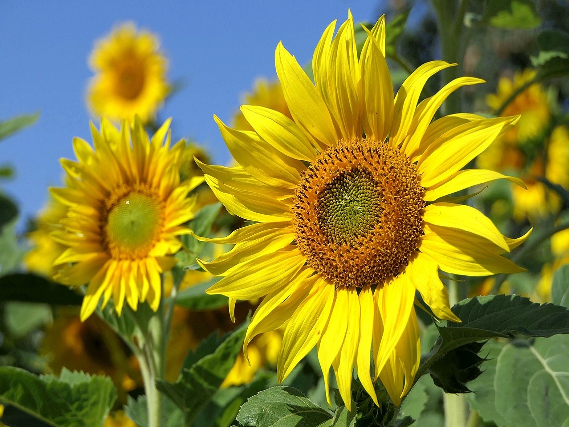 girasole